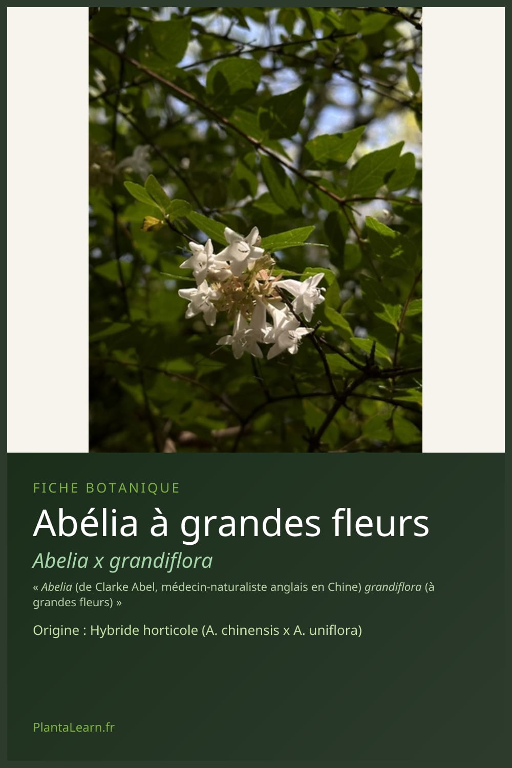 Abélia à grandes fleurs — Pin Pinterest