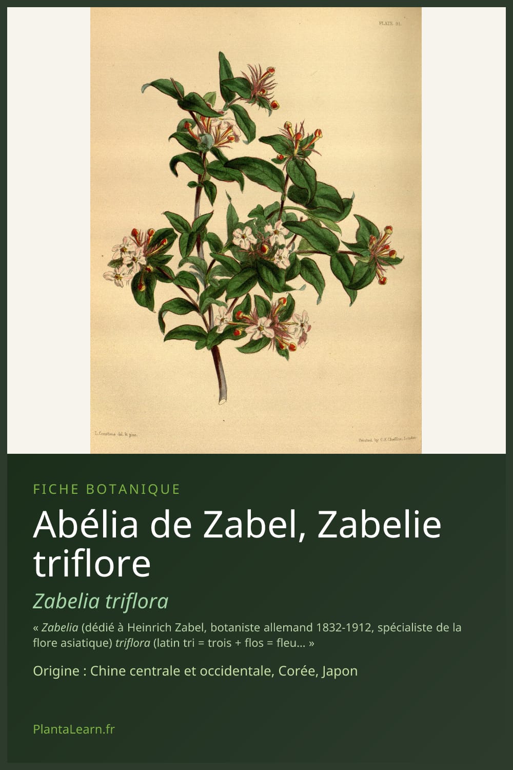 Abélia de Zabel, Zabelie triflore — Pin Pinterest
