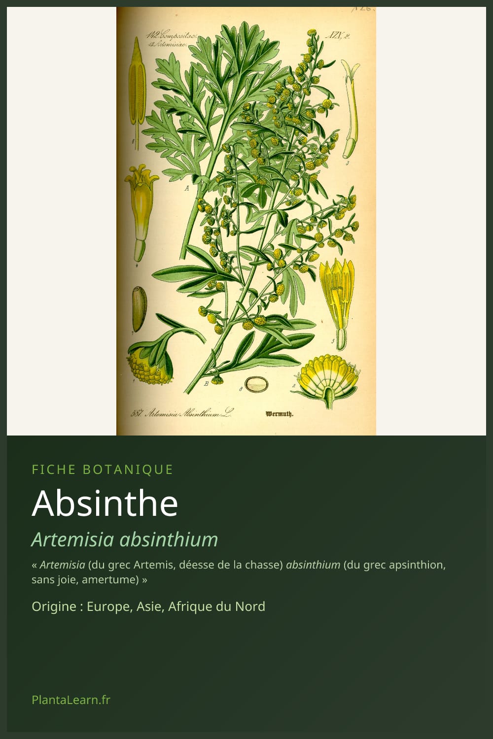 Absinthe — Pin Pinterest