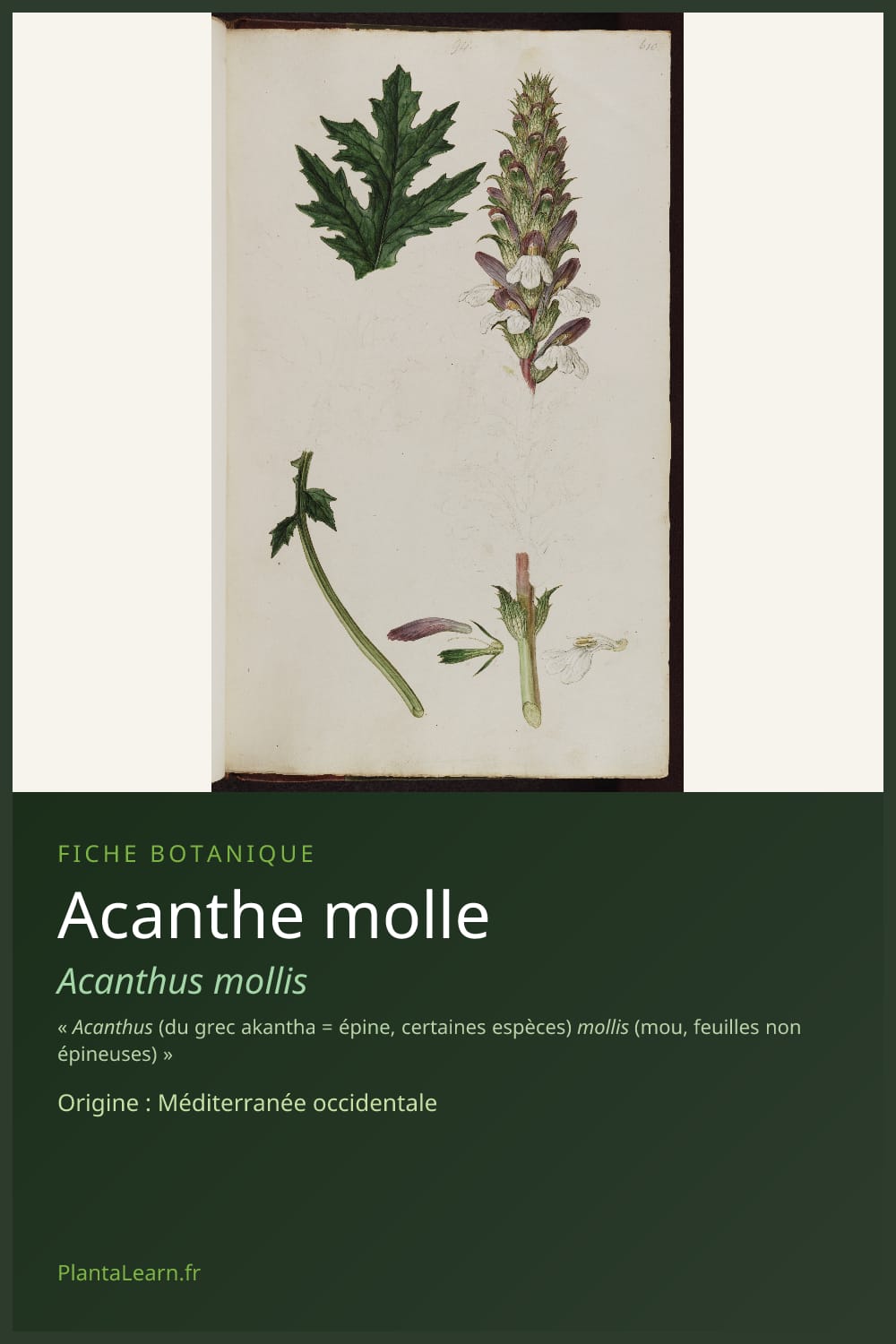 Acanthe molle — Pin Pinterest