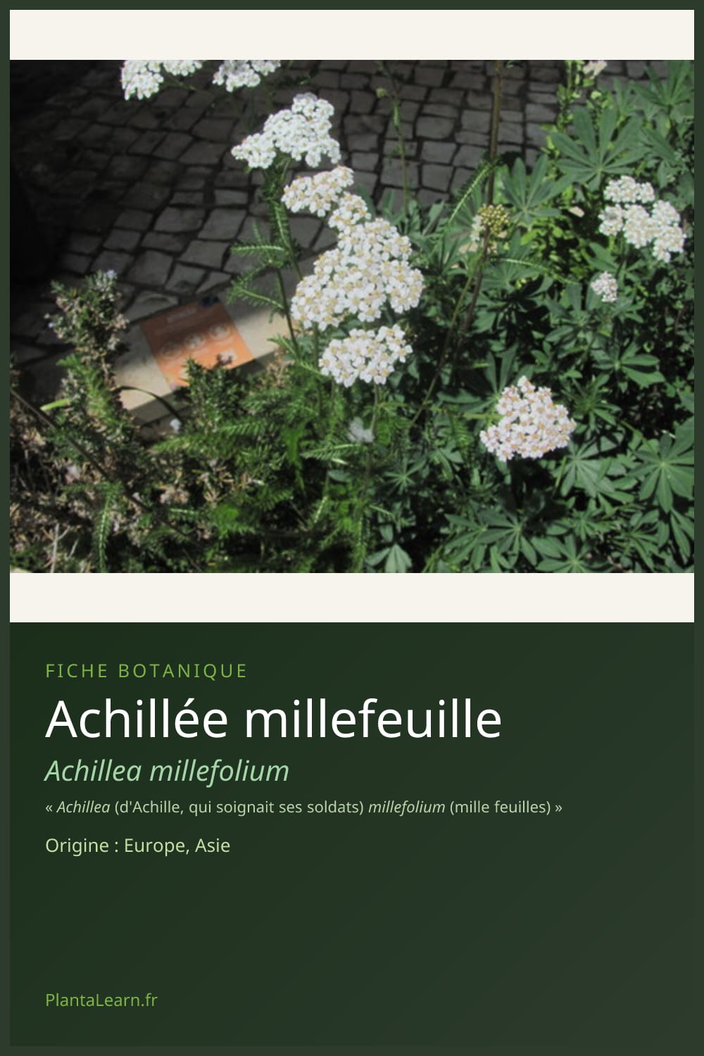 Achillée millefeuille — Pin Pinterest