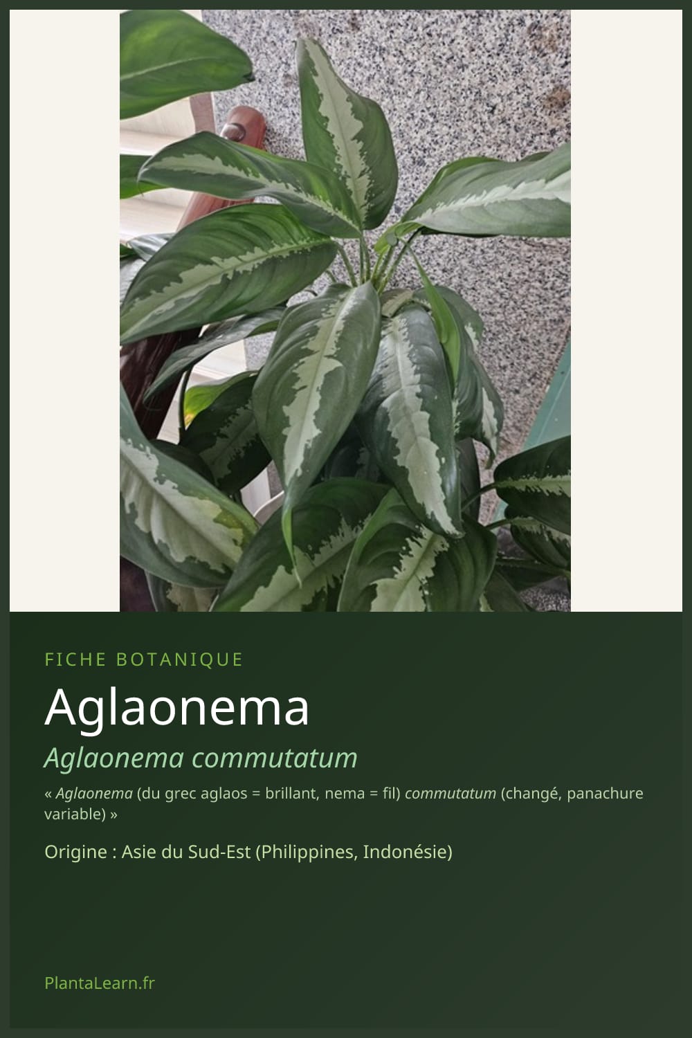 Aglaonema — Pin Pinterest