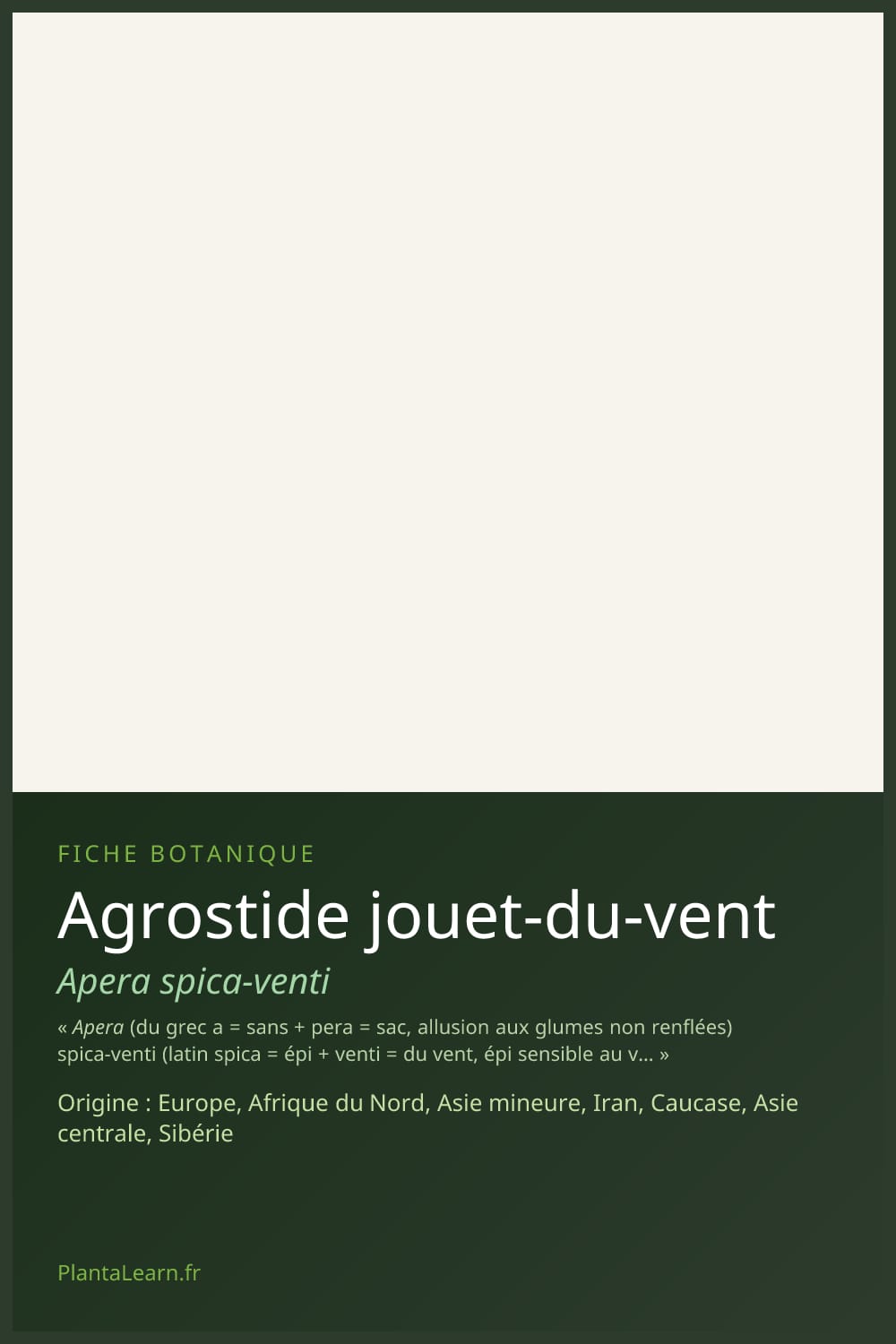 Agrostide jouet-du-vent — Pin Pinterest