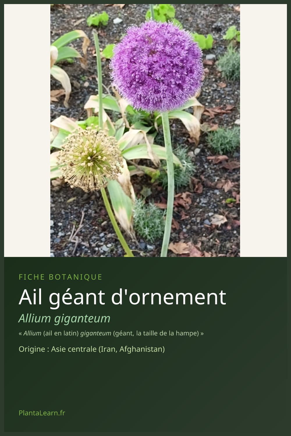 Ail géant d'ornement — Pin Pinterest