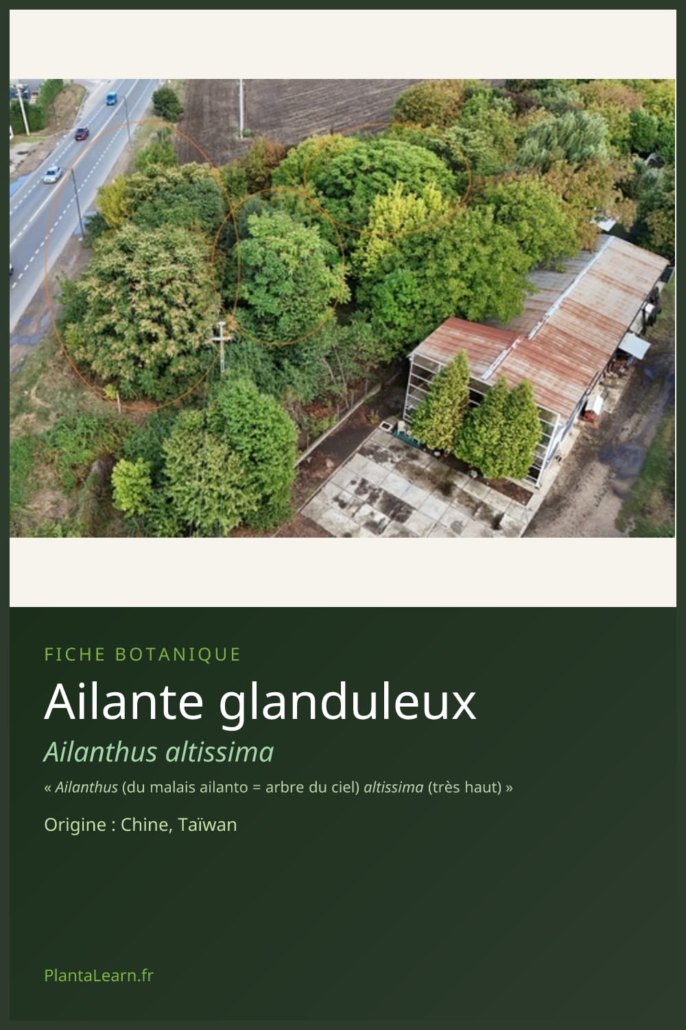 Ailante glanduleux — Pin Pinterest