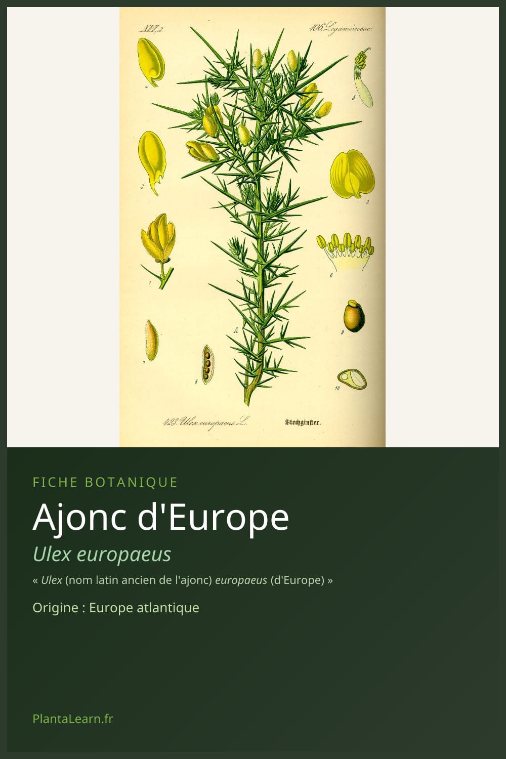 Ajonc d'Europe — Pin Pinterest