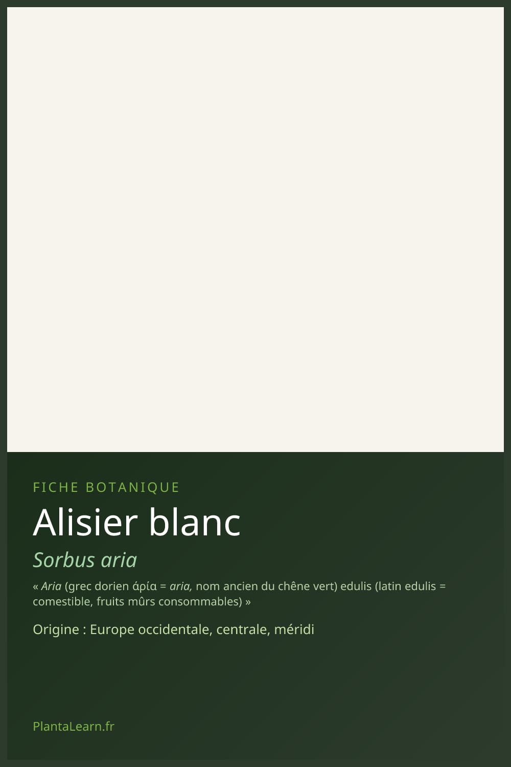 Alisier blanc — Pin Pinterest