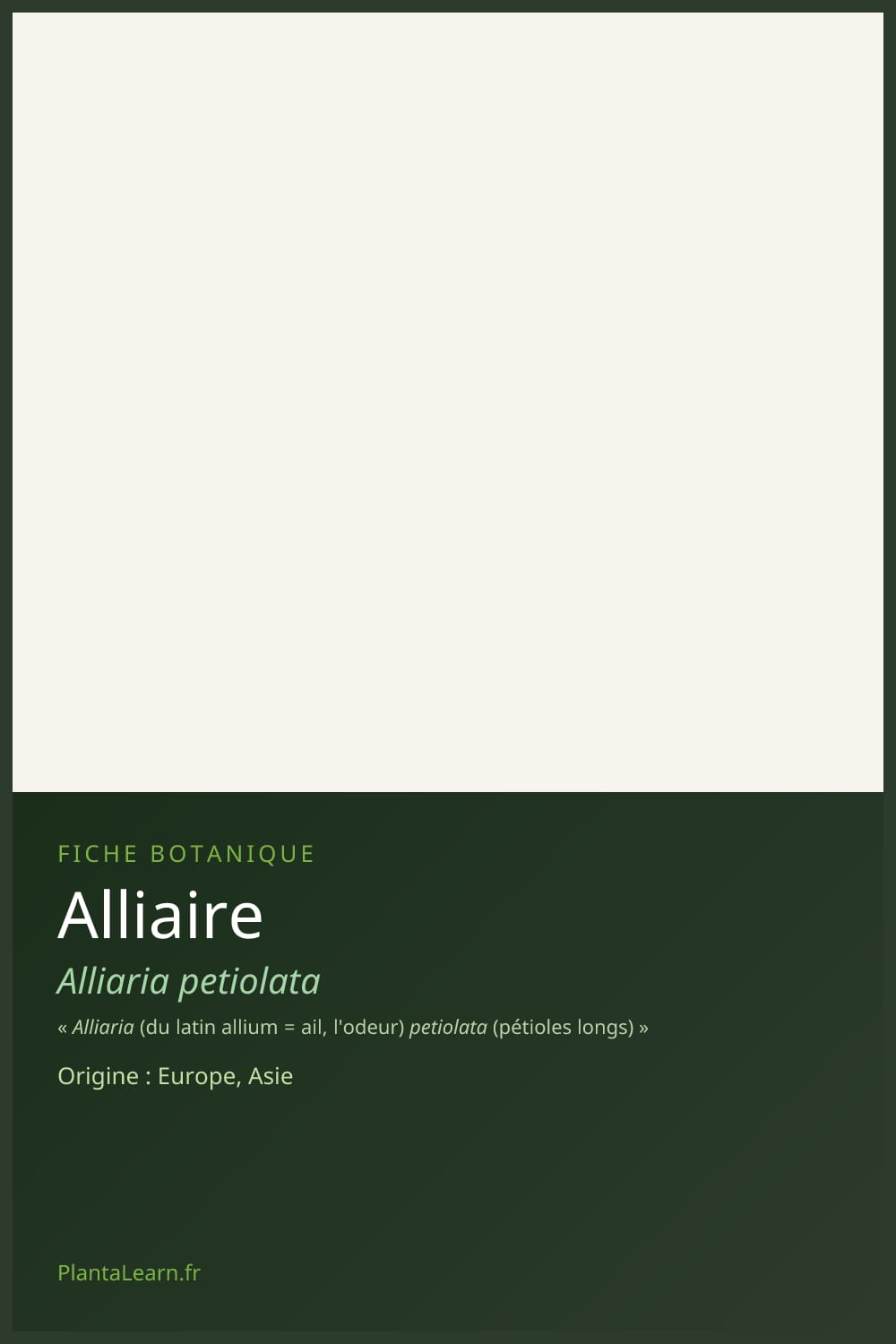 Alliaire — Pin Pinterest