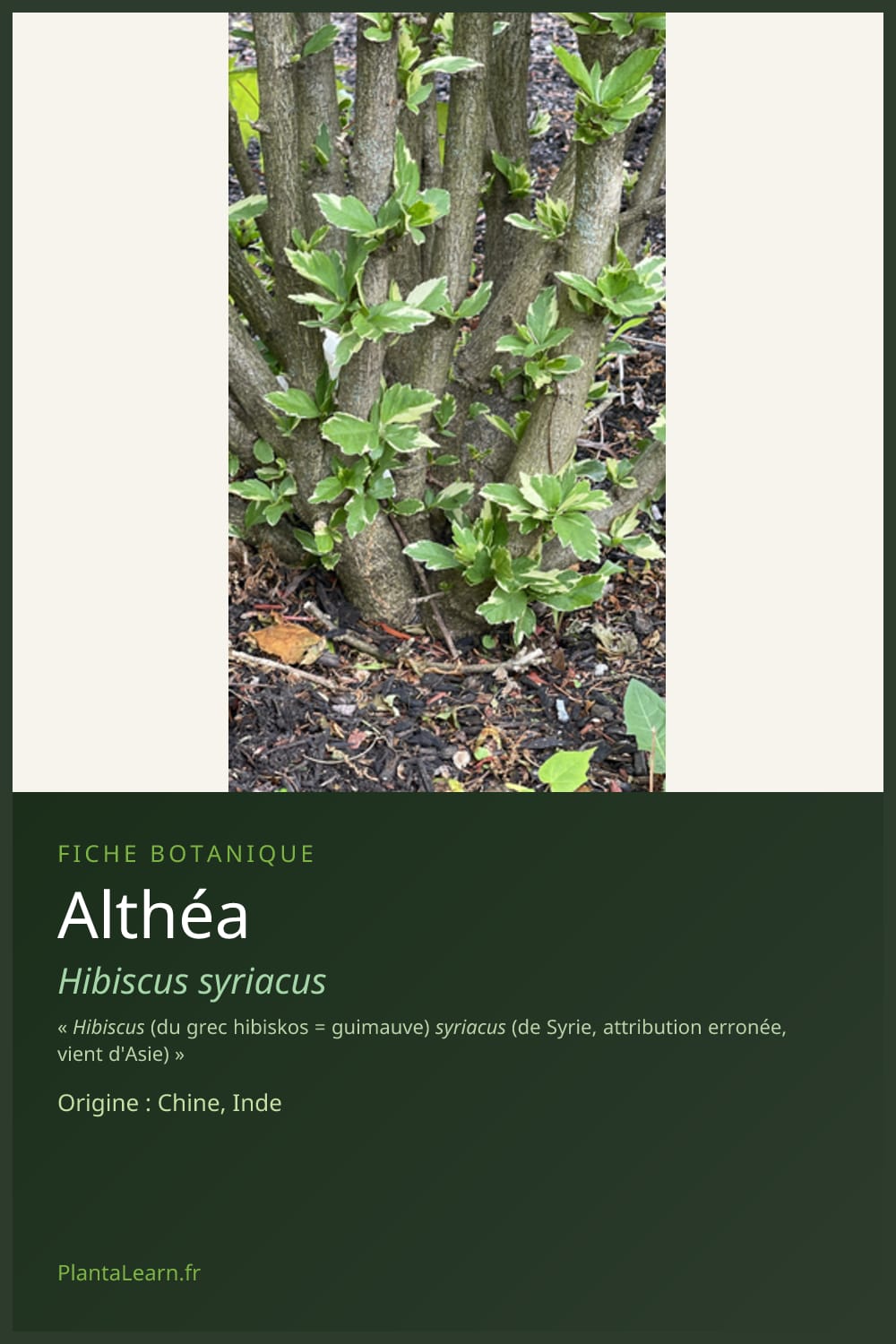 Althéa — Pin Pinterest