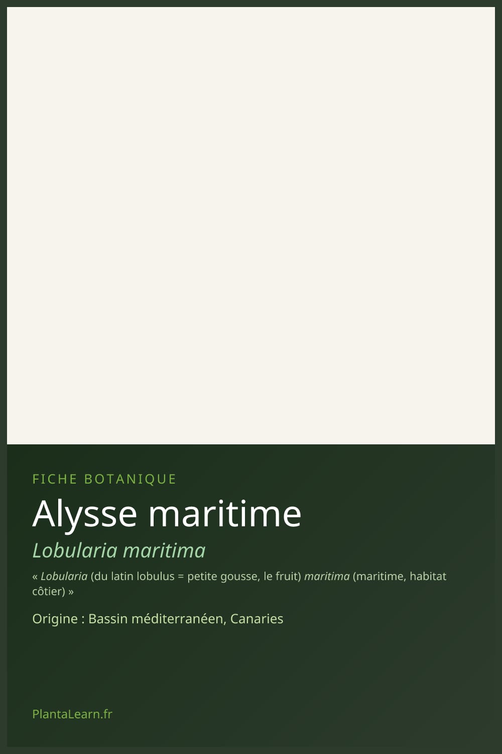 Alysse maritime — Pin Pinterest