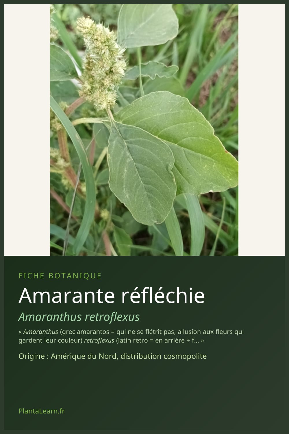 Amarante réfléchie — Pin Pinterest