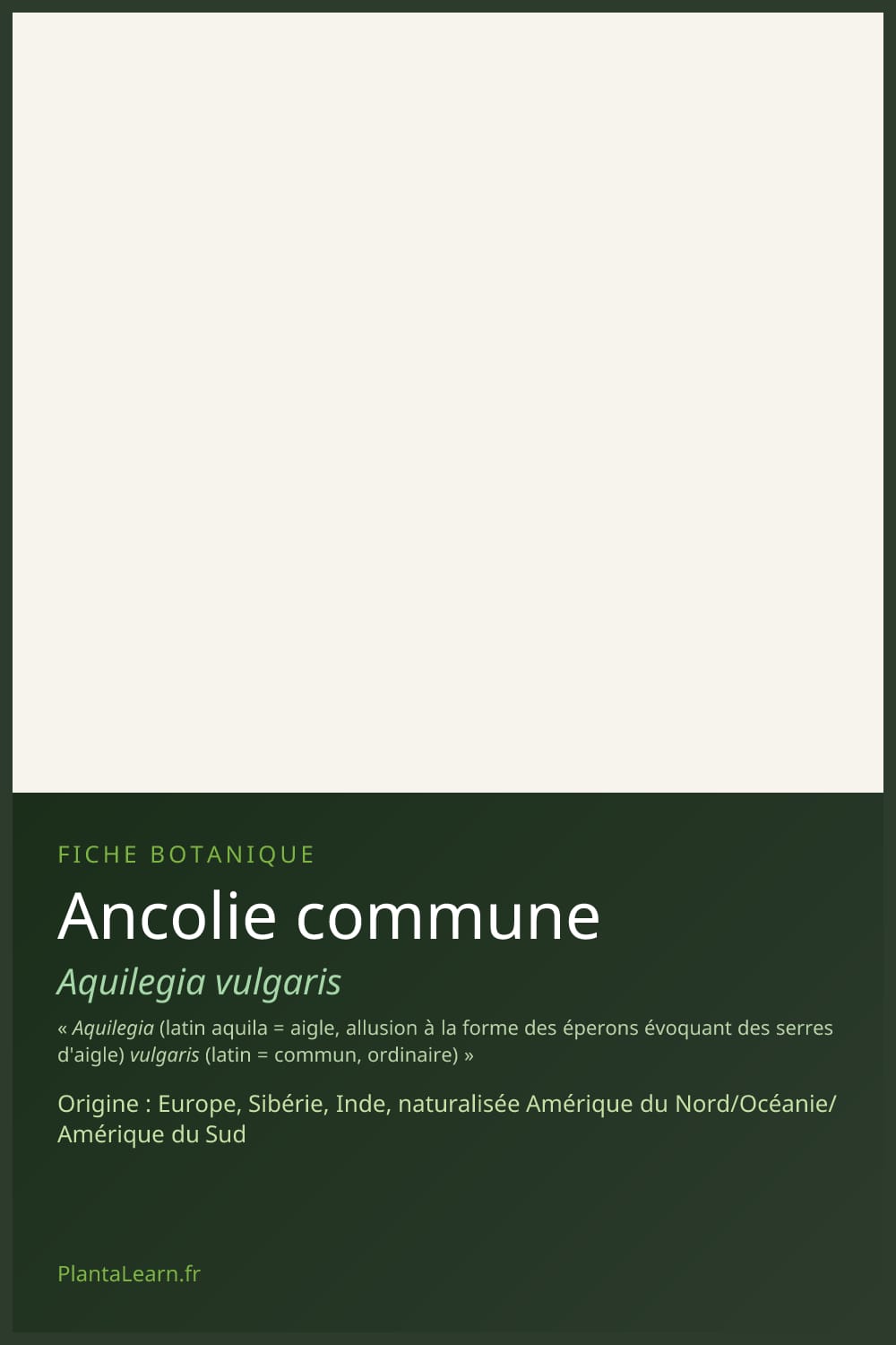 Ancolie commune — Pin Pinterest