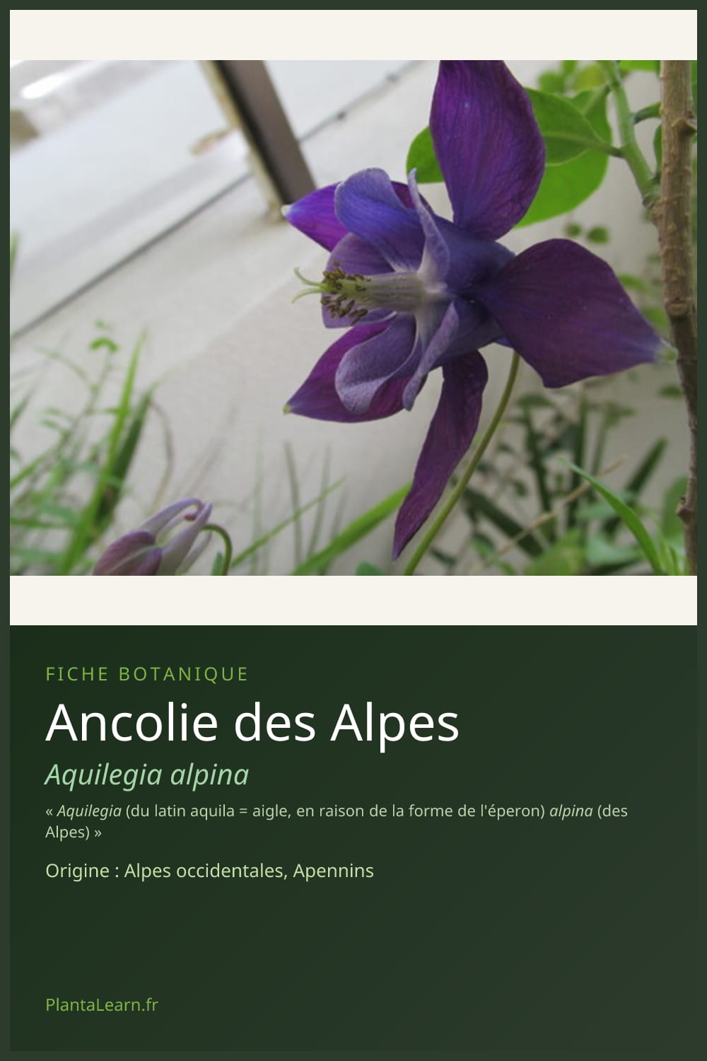 Ancolie des Alpes — Pin Pinterest
