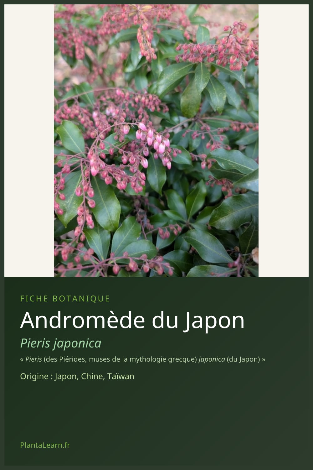 Andromède du Japon — Pin Pinterest