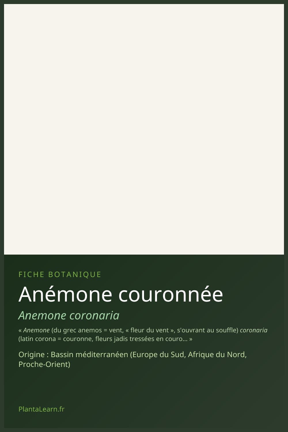 Anémone couronnée — Pin Pinterest