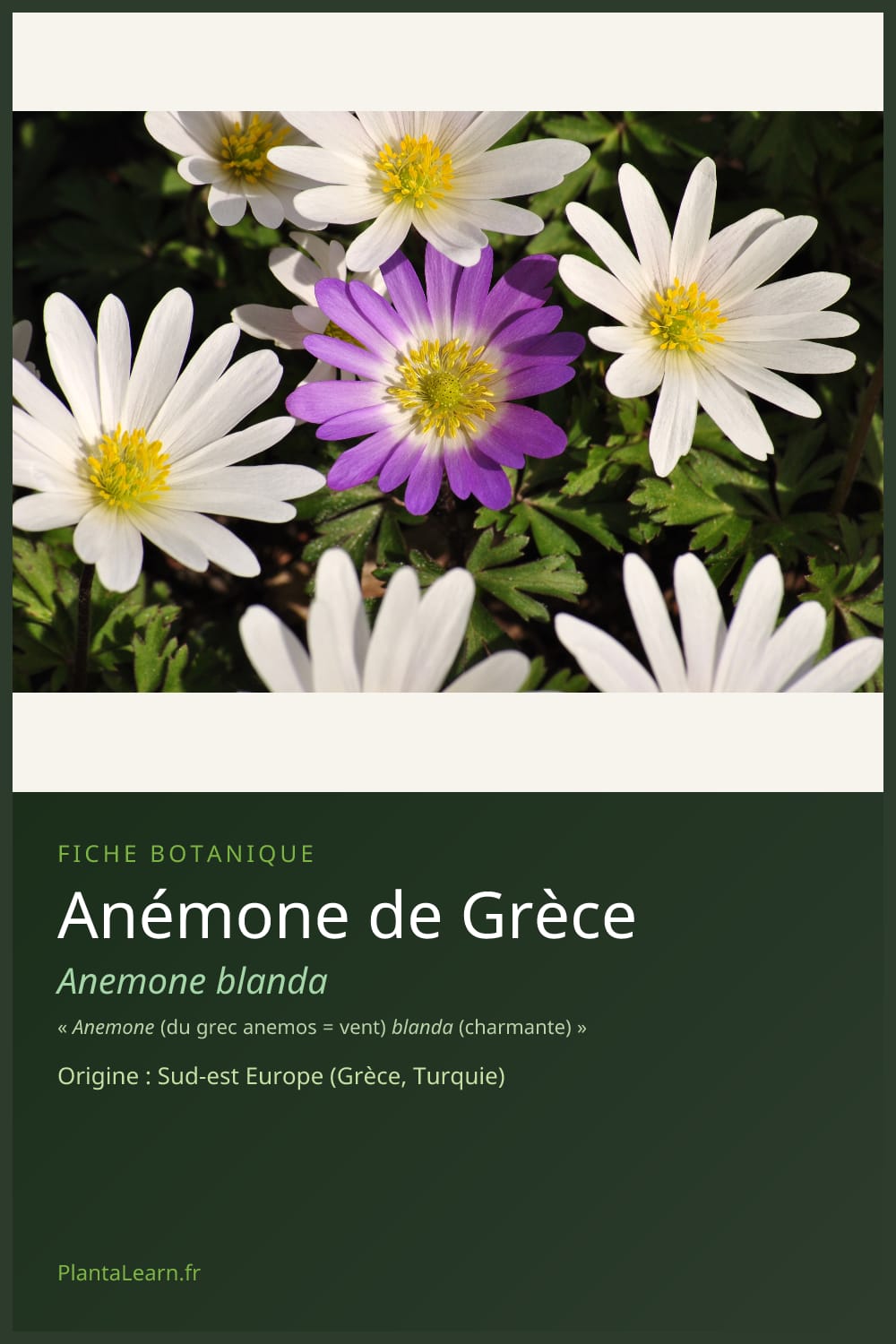 Anémone de Grèce — Pin Pinterest