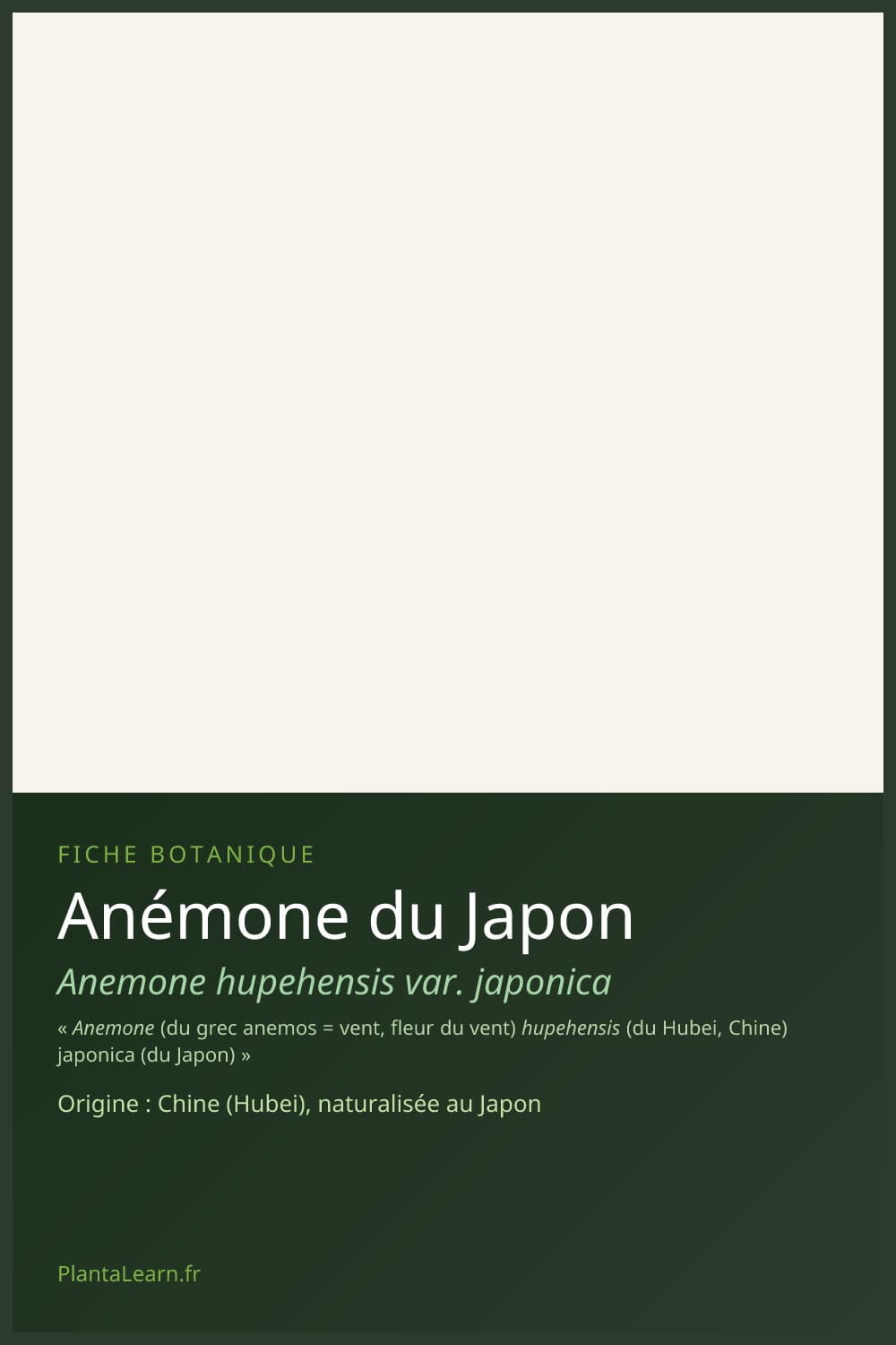 Anémone du Japon — Pin Pinterest