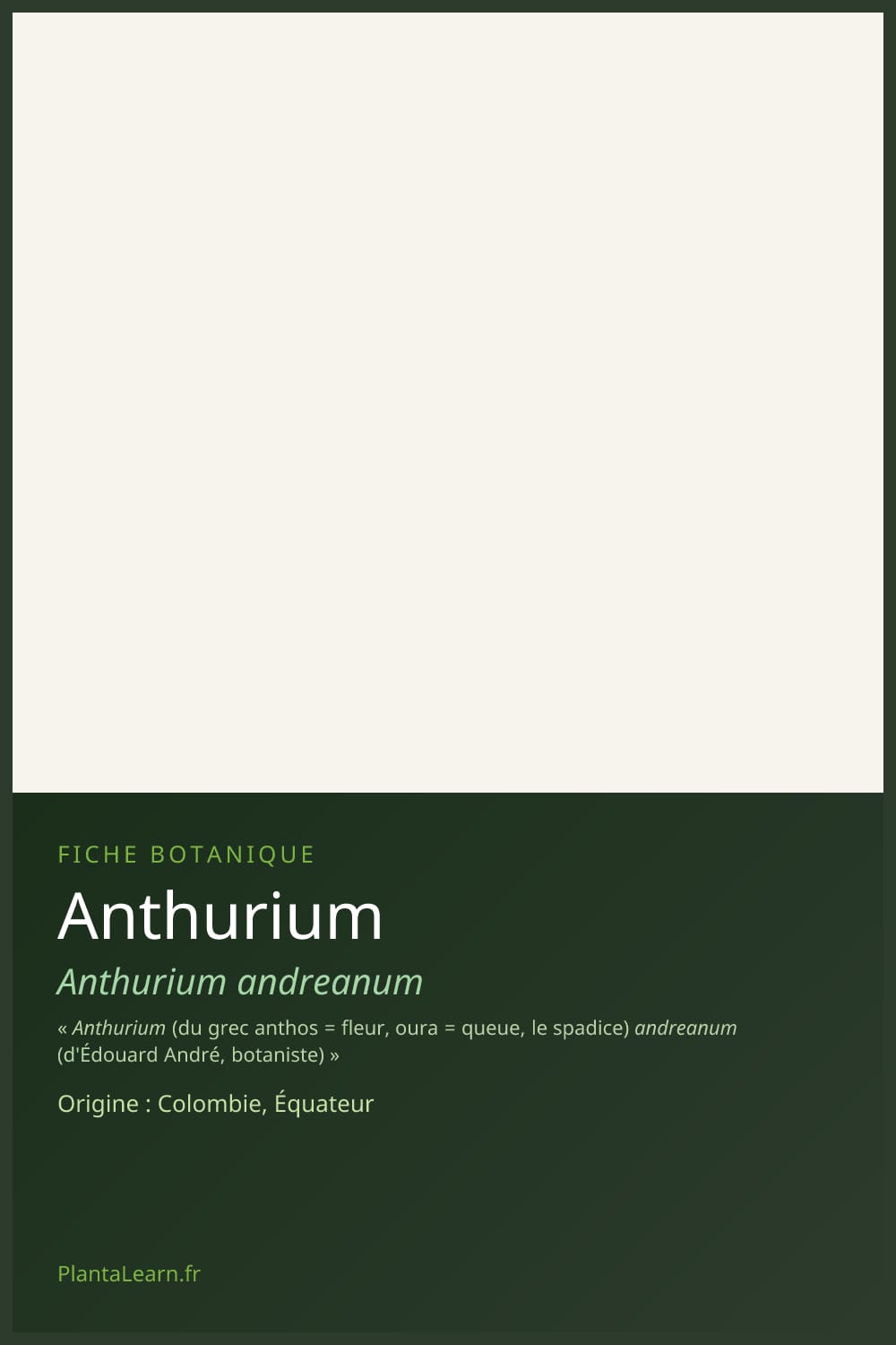 Anthurium — Pin Pinterest