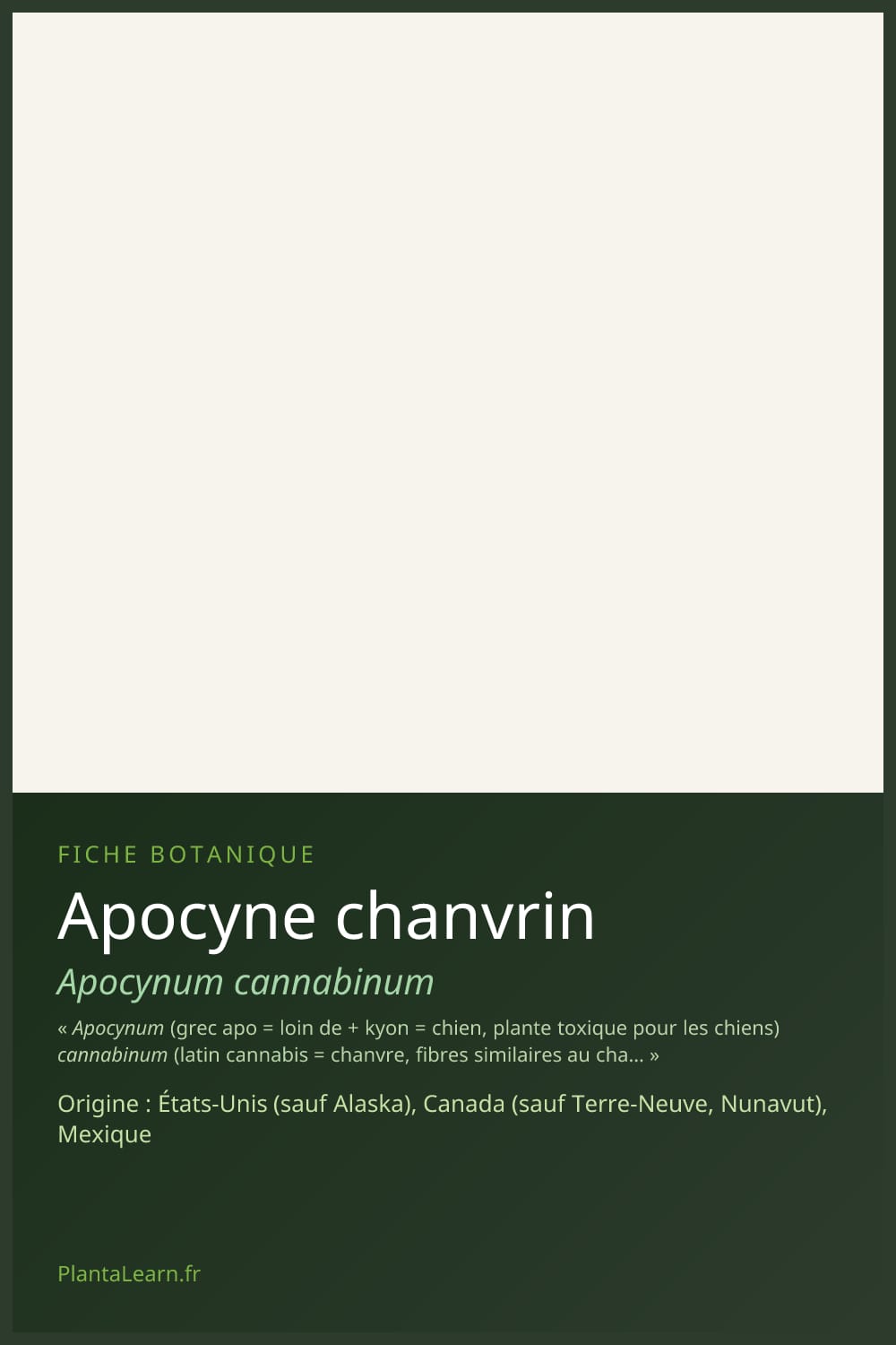 Apocyne chanvrin — Pin Pinterest