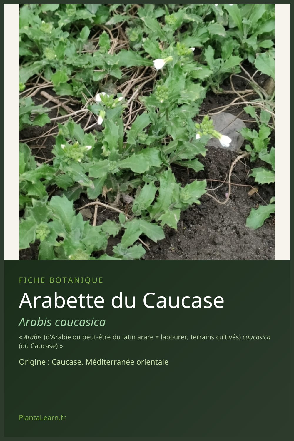 Arabette du Caucase — Pin Pinterest
