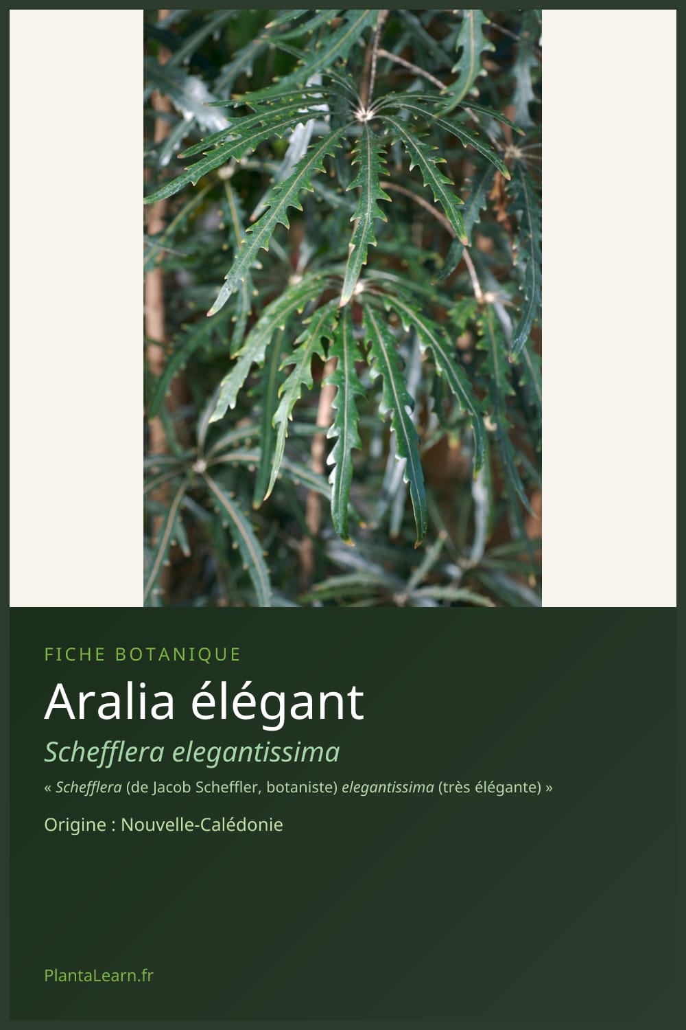 Aralia élégant — Pin Pinterest