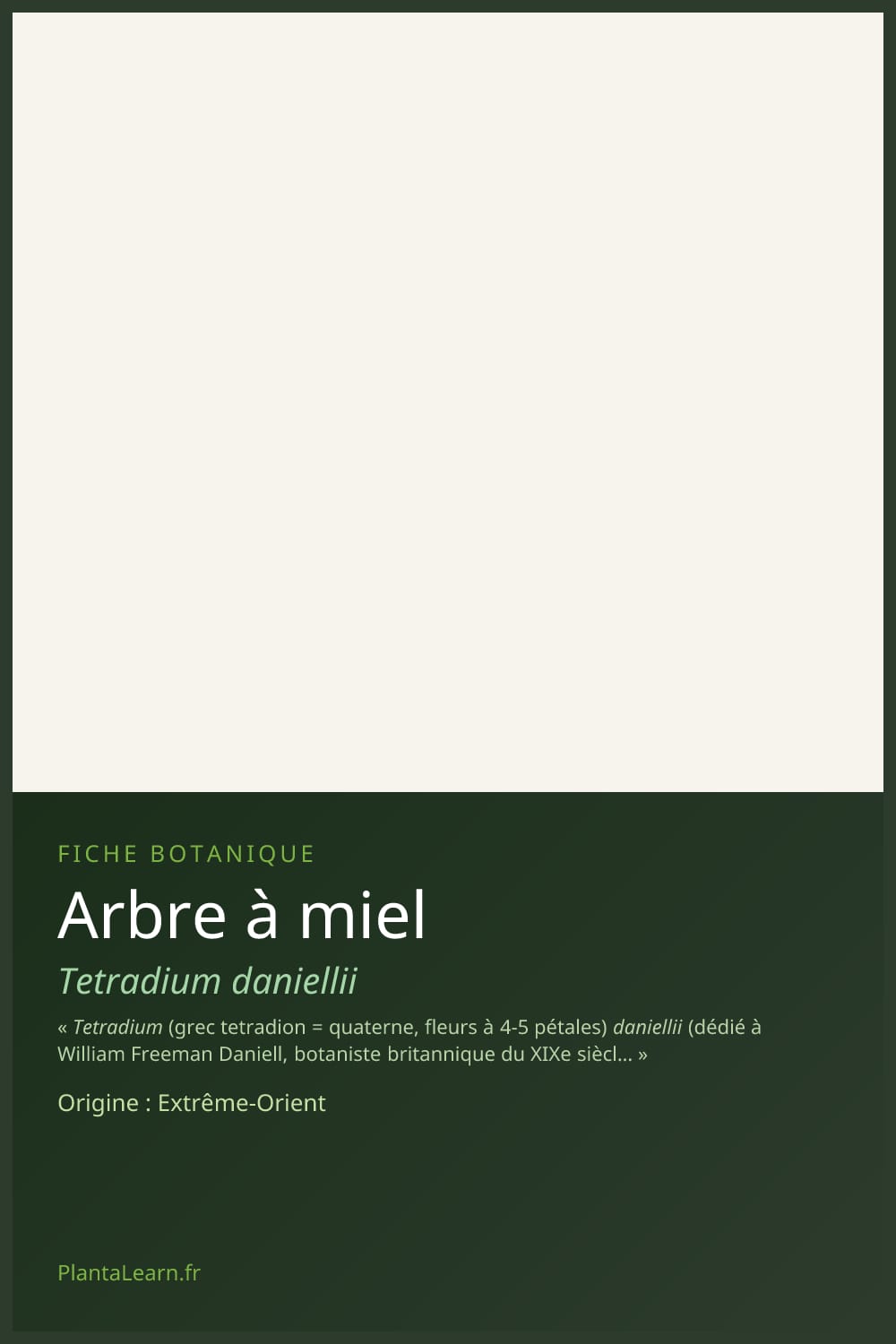 Arbre à miel — Pin Pinterest