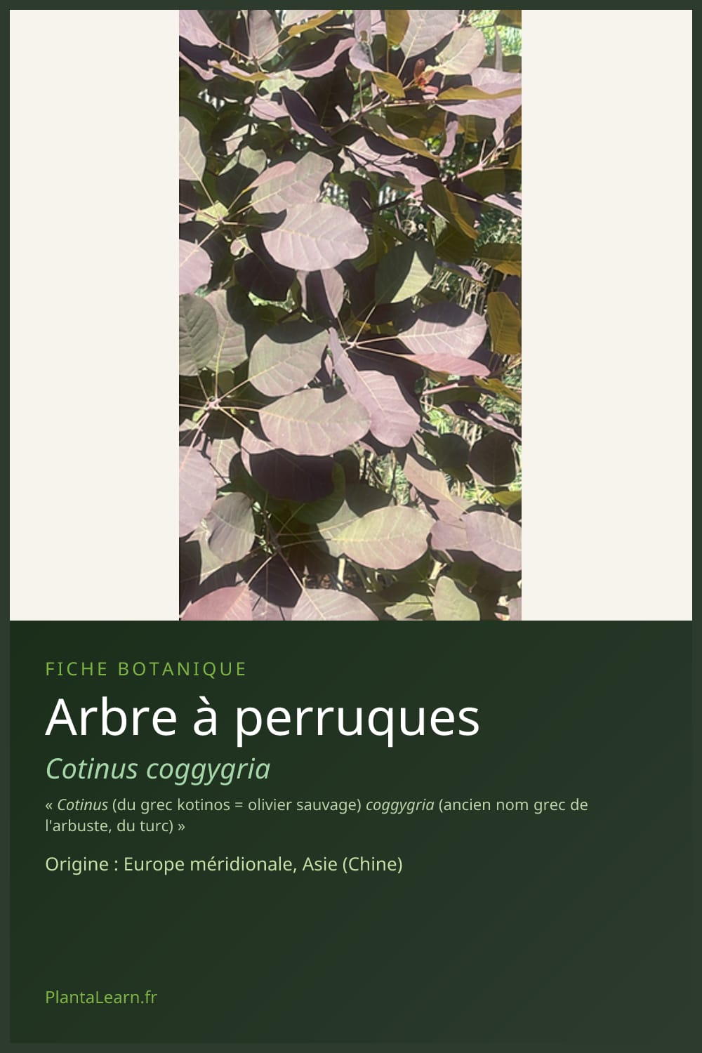 Arbre à perruques — Pin Pinterest