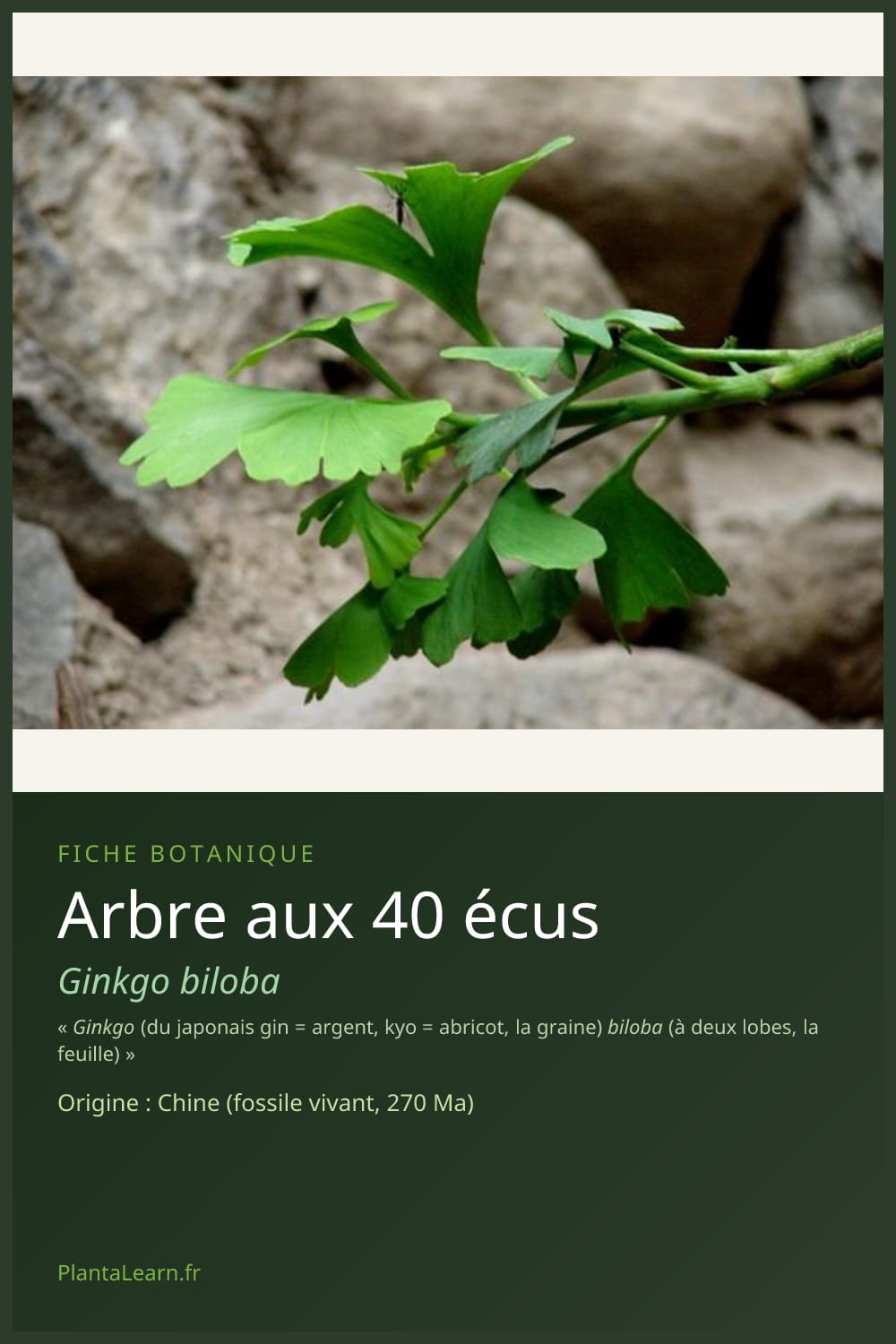 Arbre aux 40 écus — Pin Pinterest