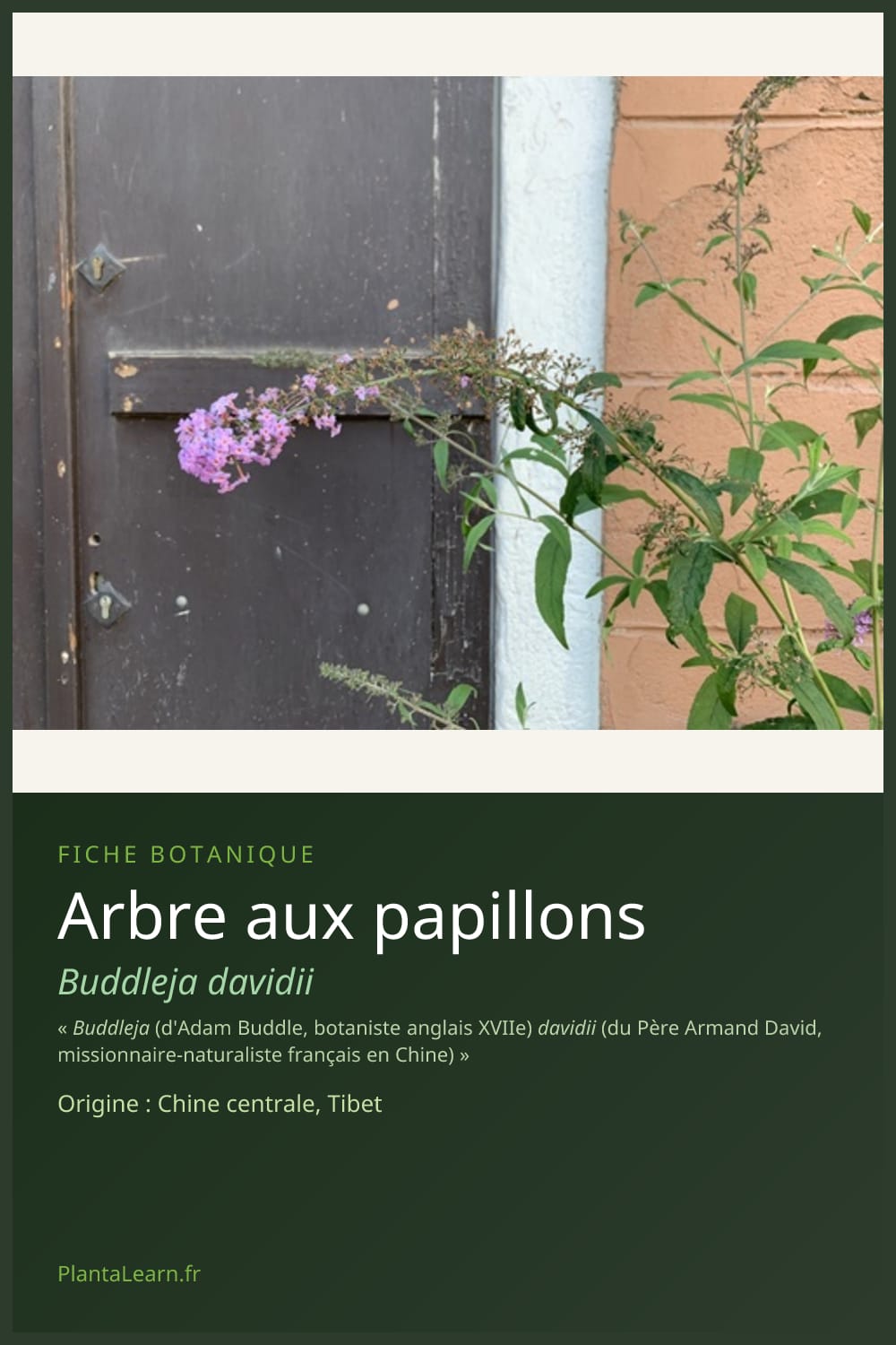 Arbre aux papillons — Pin Pinterest