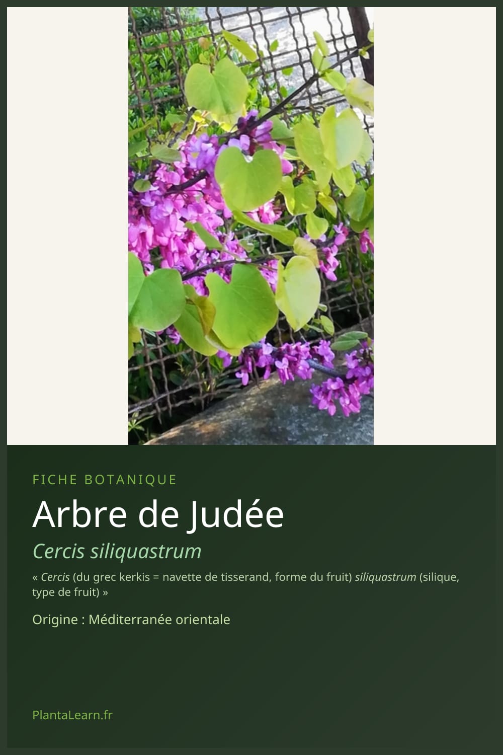 Arbre de Judée — Pin Pinterest
