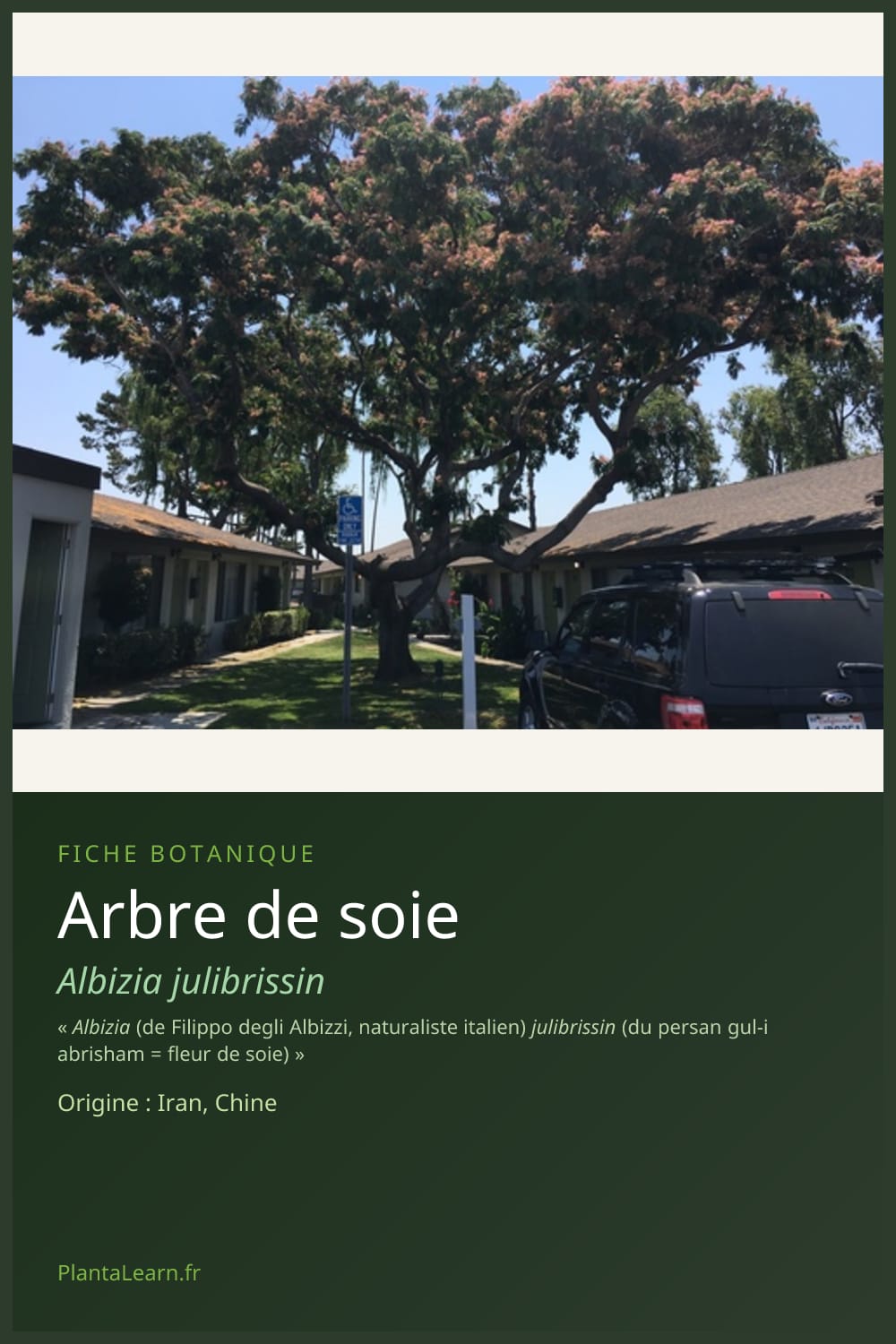 Arbre de soie — Pin Pinterest