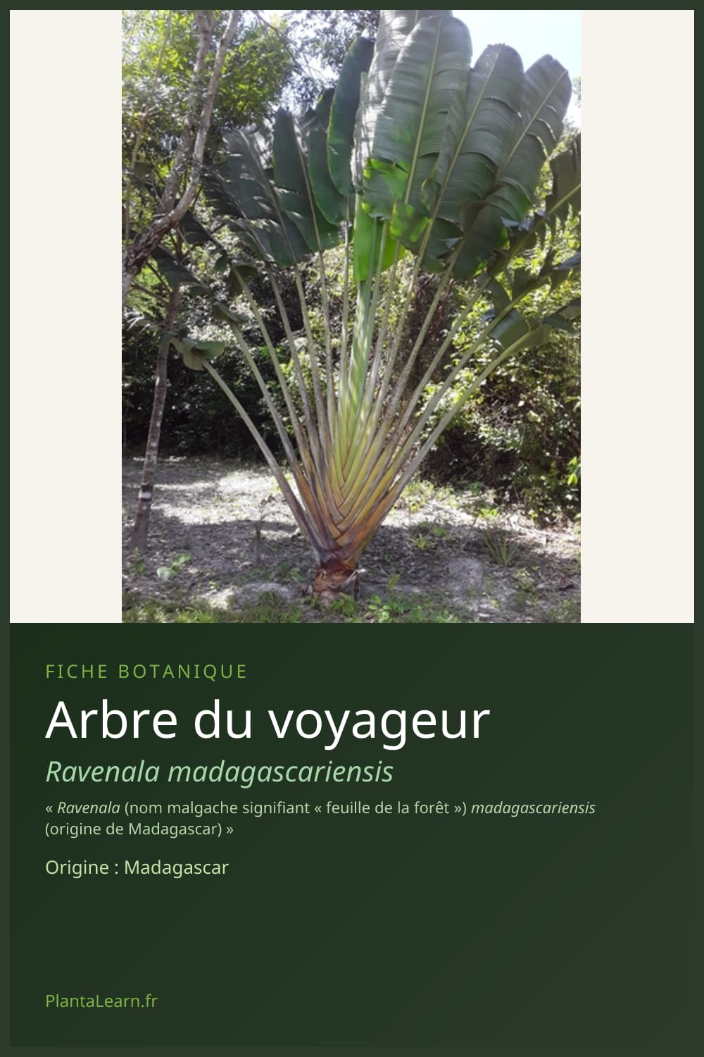 Arbre du voyageur — Pin Pinterest