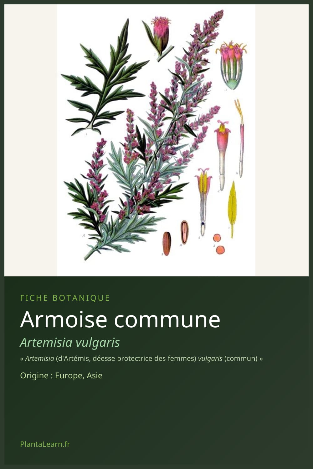 Armoise commune — Pin Pinterest