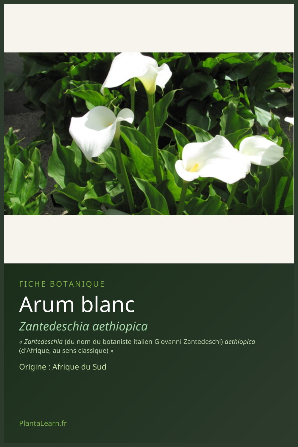 Arum blanc — Pin Pinterest