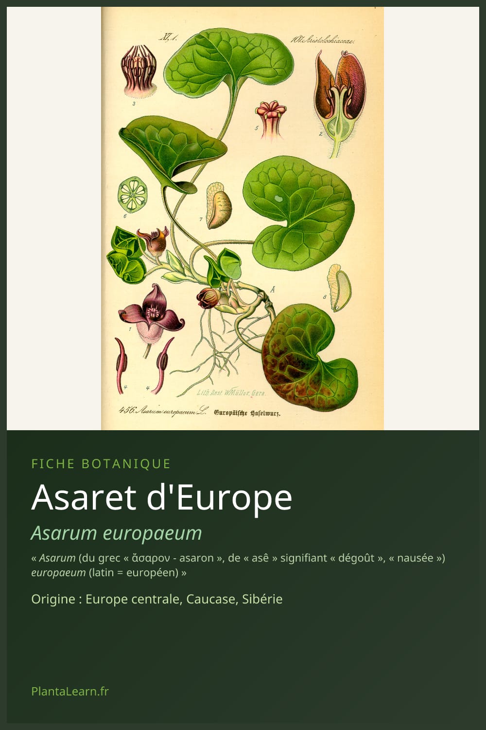 Asaret d'Europe — Pin Pinterest