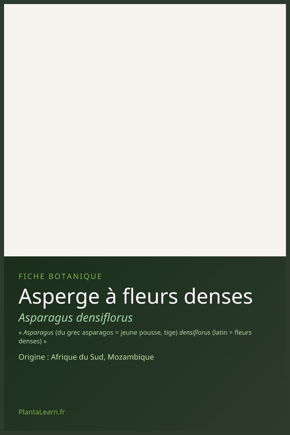 Asperge à fleurs denses — Pin Pinterest