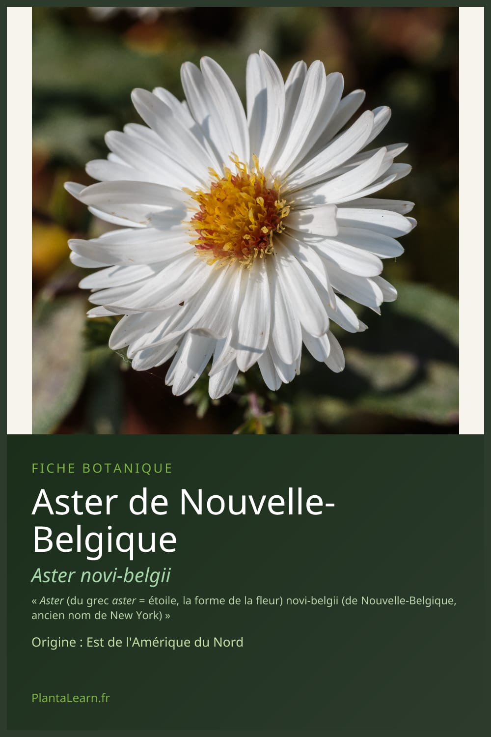 Aster de Nouvelle-Belgique — Pin Pinterest