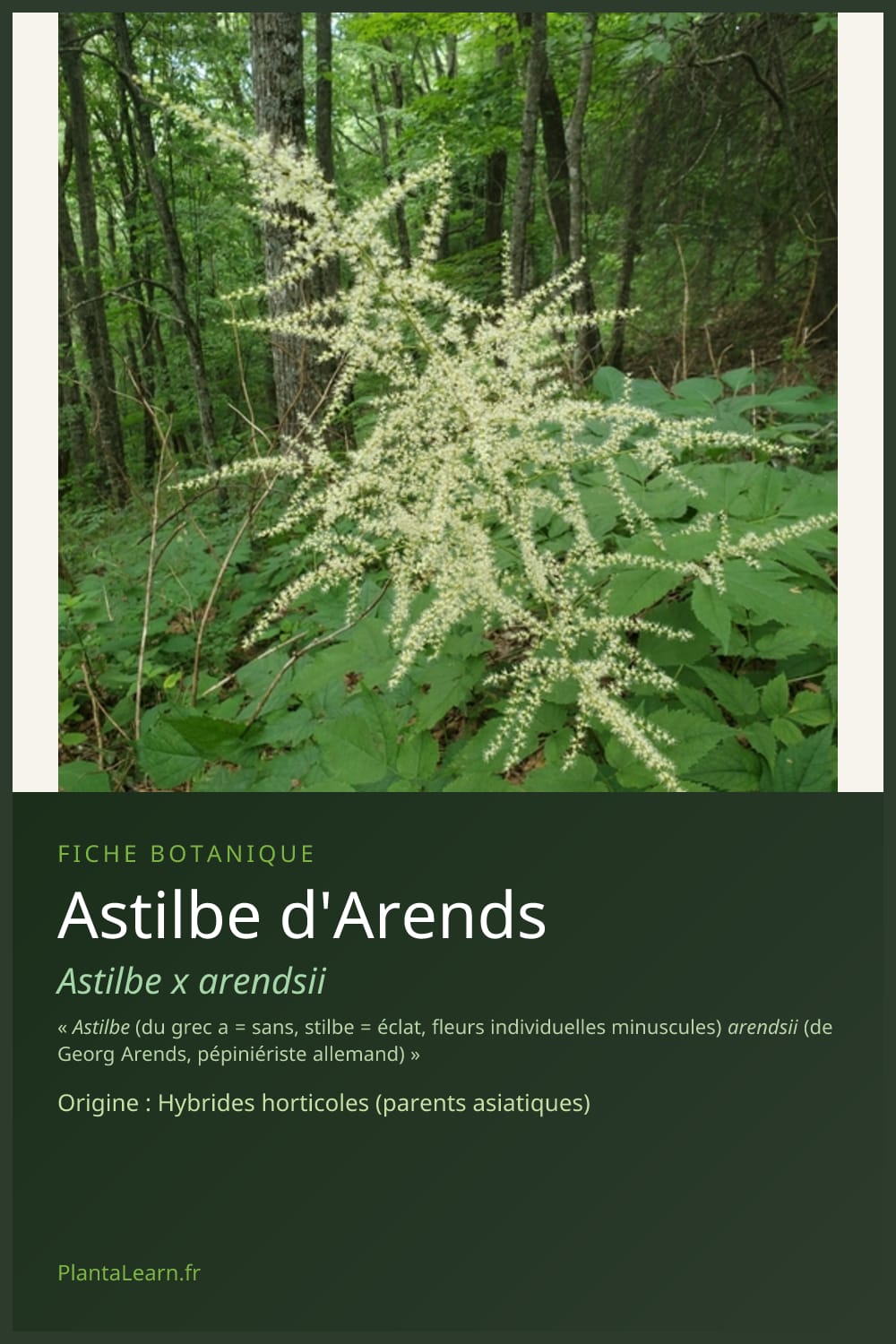 Astilbe d'Arends — Pin Pinterest