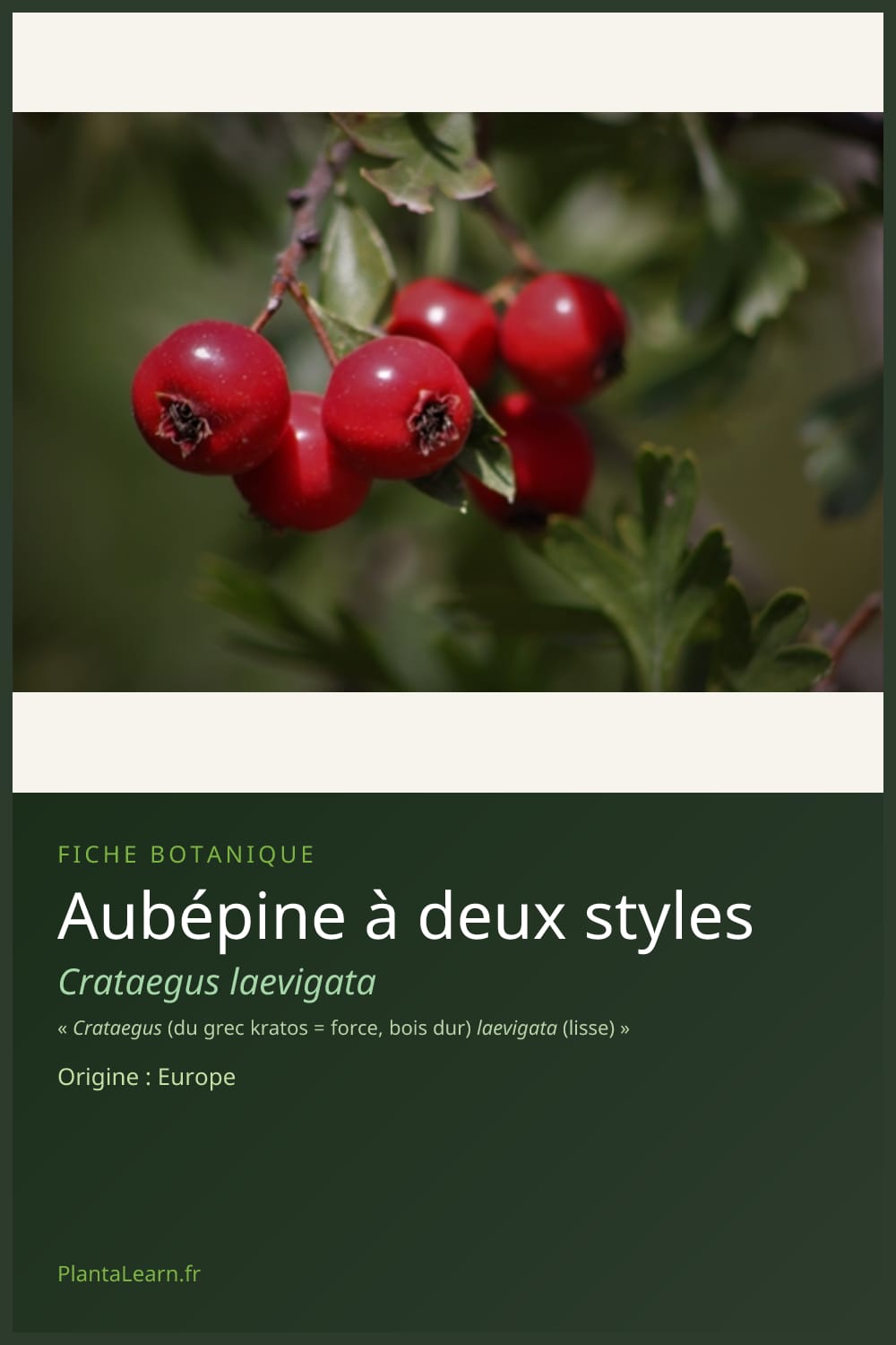 Aubépine à deux styles — Pin Pinterest