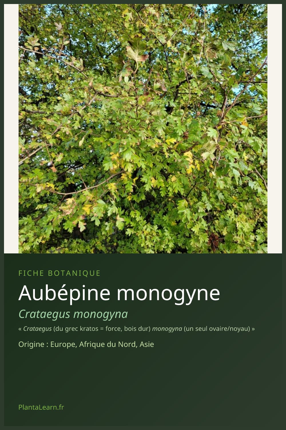 Aubépine monogyne — Pin Pinterest