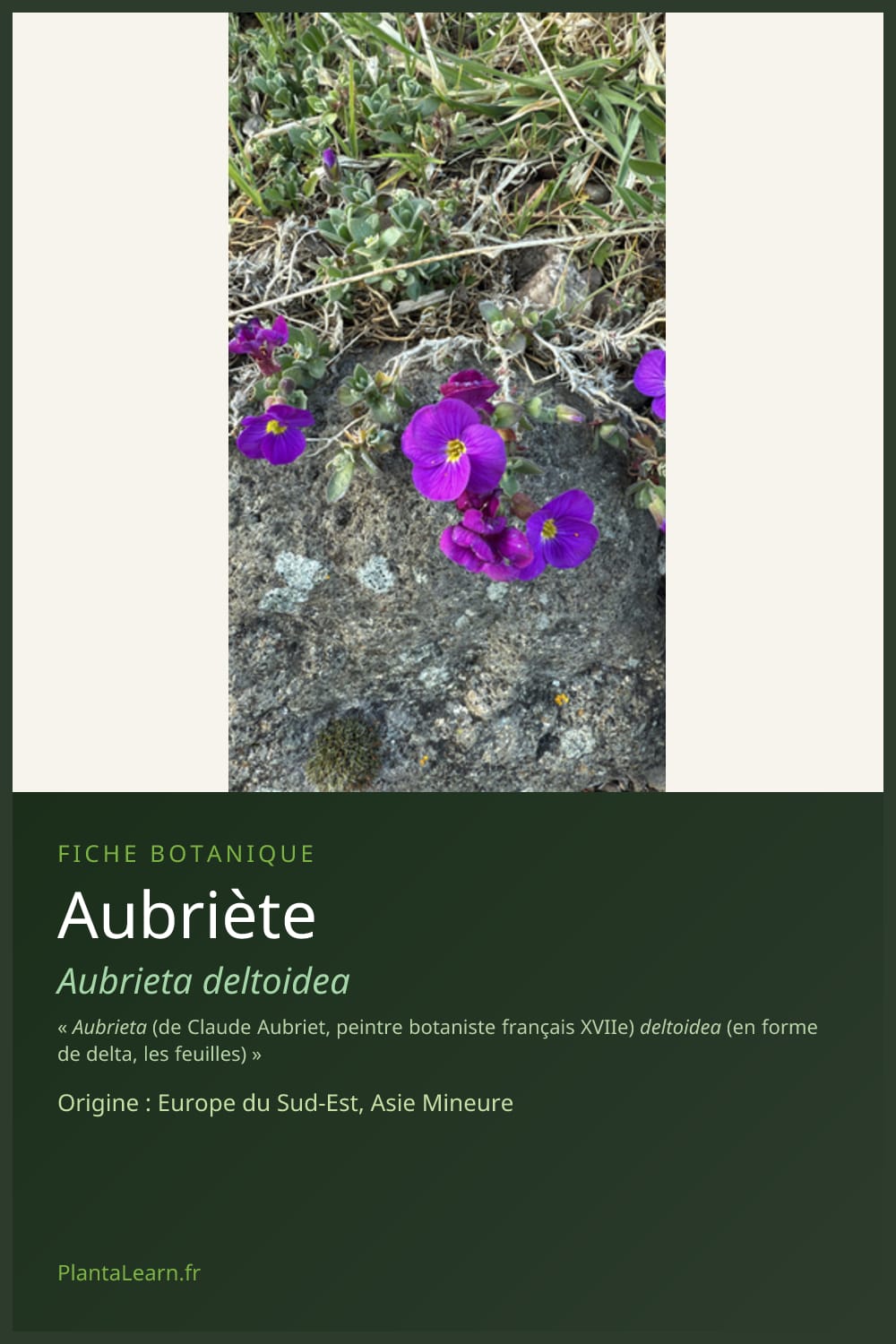 Aubriète — Pin Pinterest