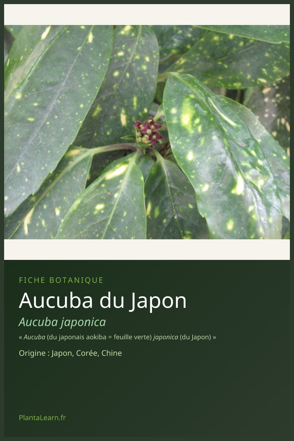 Aucuba du Japon — Pin Pinterest