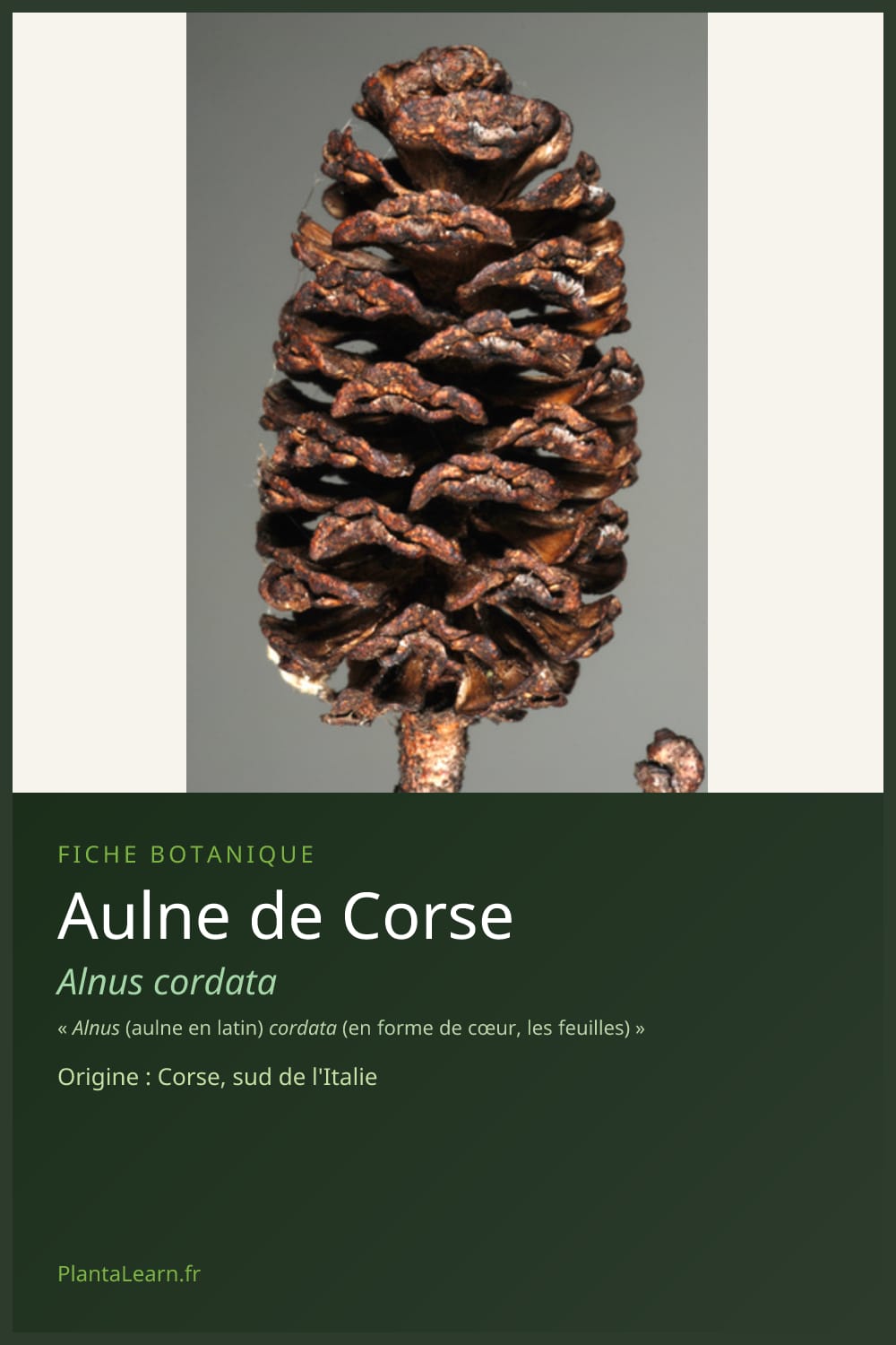 Aulne de Corse — Pin Pinterest
