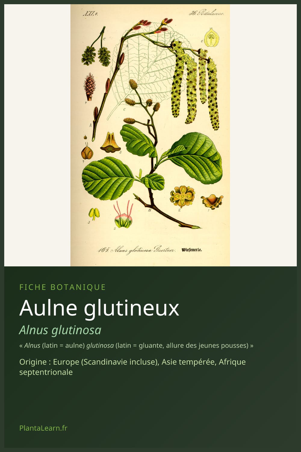 Aulne glutineux — Pin Pinterest