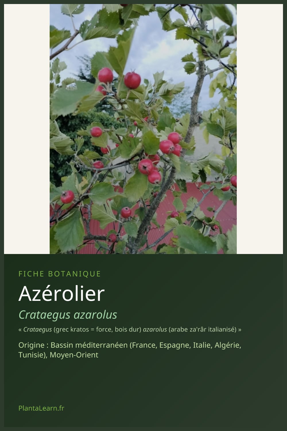 Azérolier — Pin Pinterest