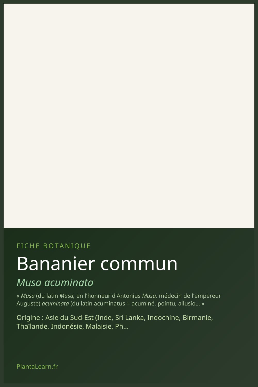 Bananier commun — Pin Pinterest