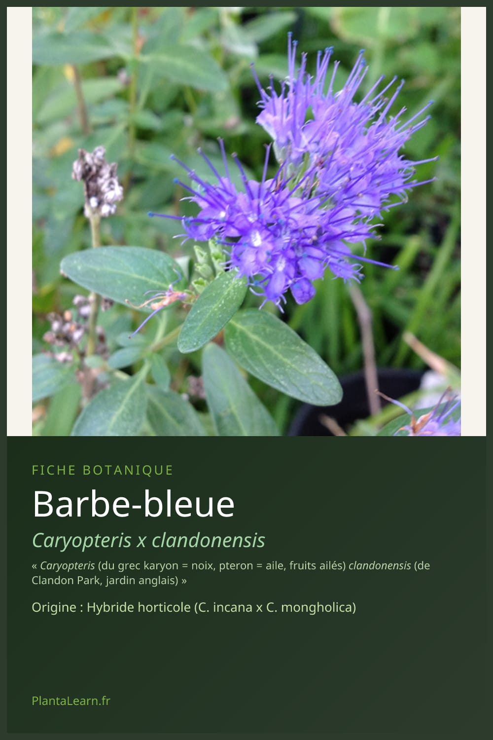 Barbe-bleue — Pin Pinterest