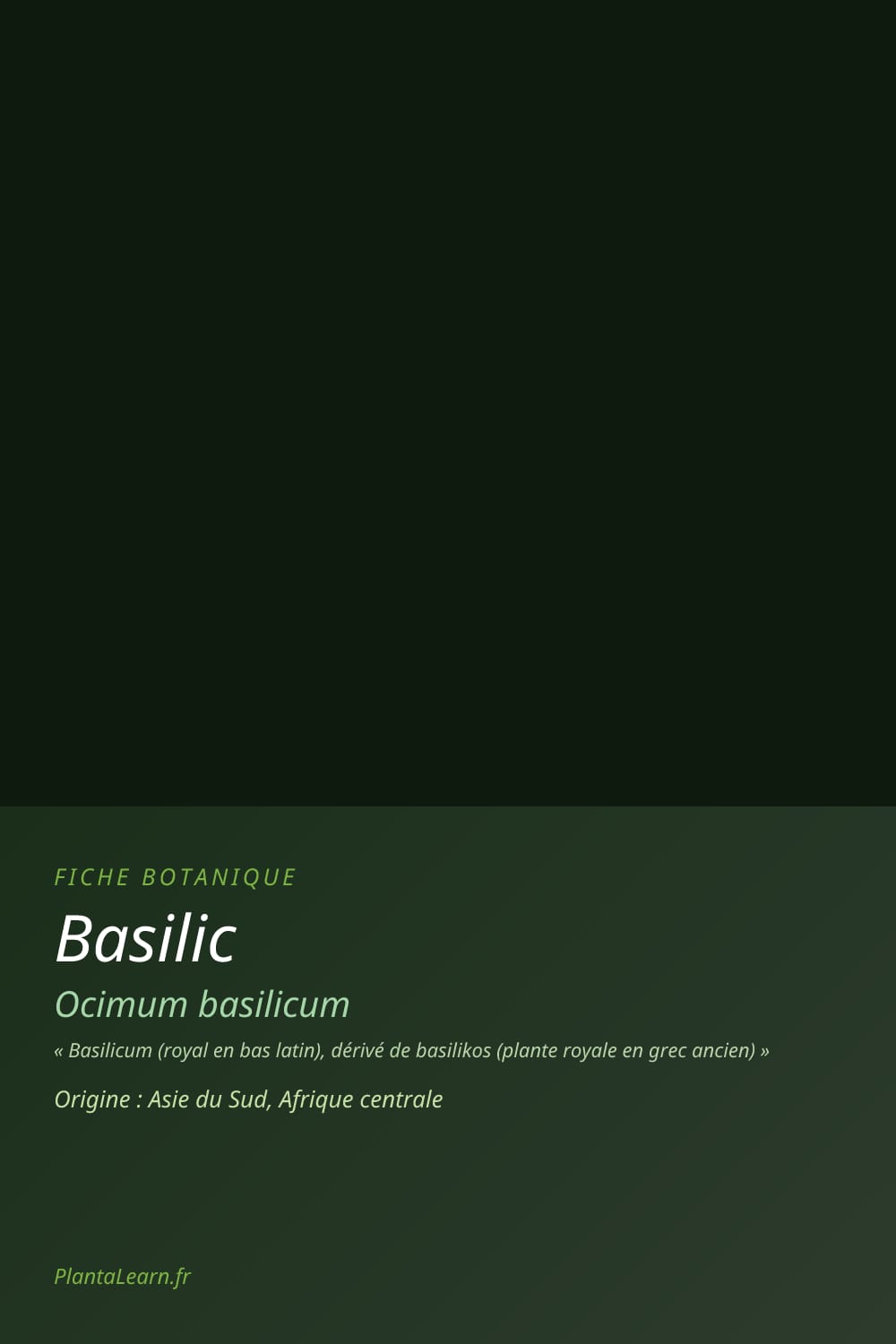Basilic — Pin Pinterest