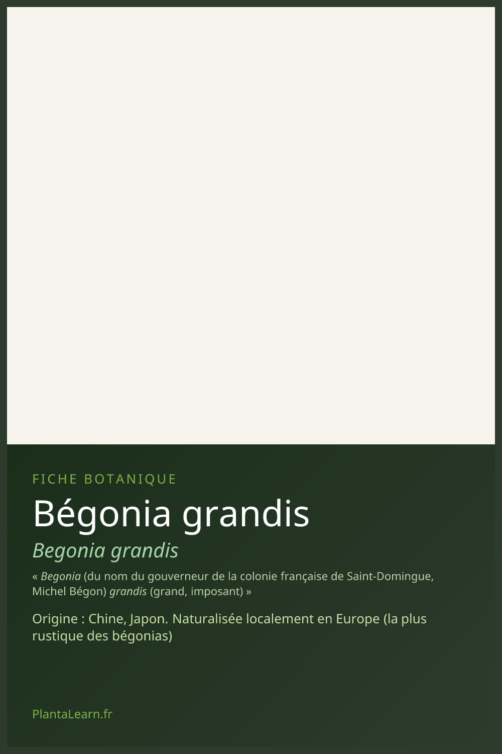Bégonia grandis — Pin Pinterest