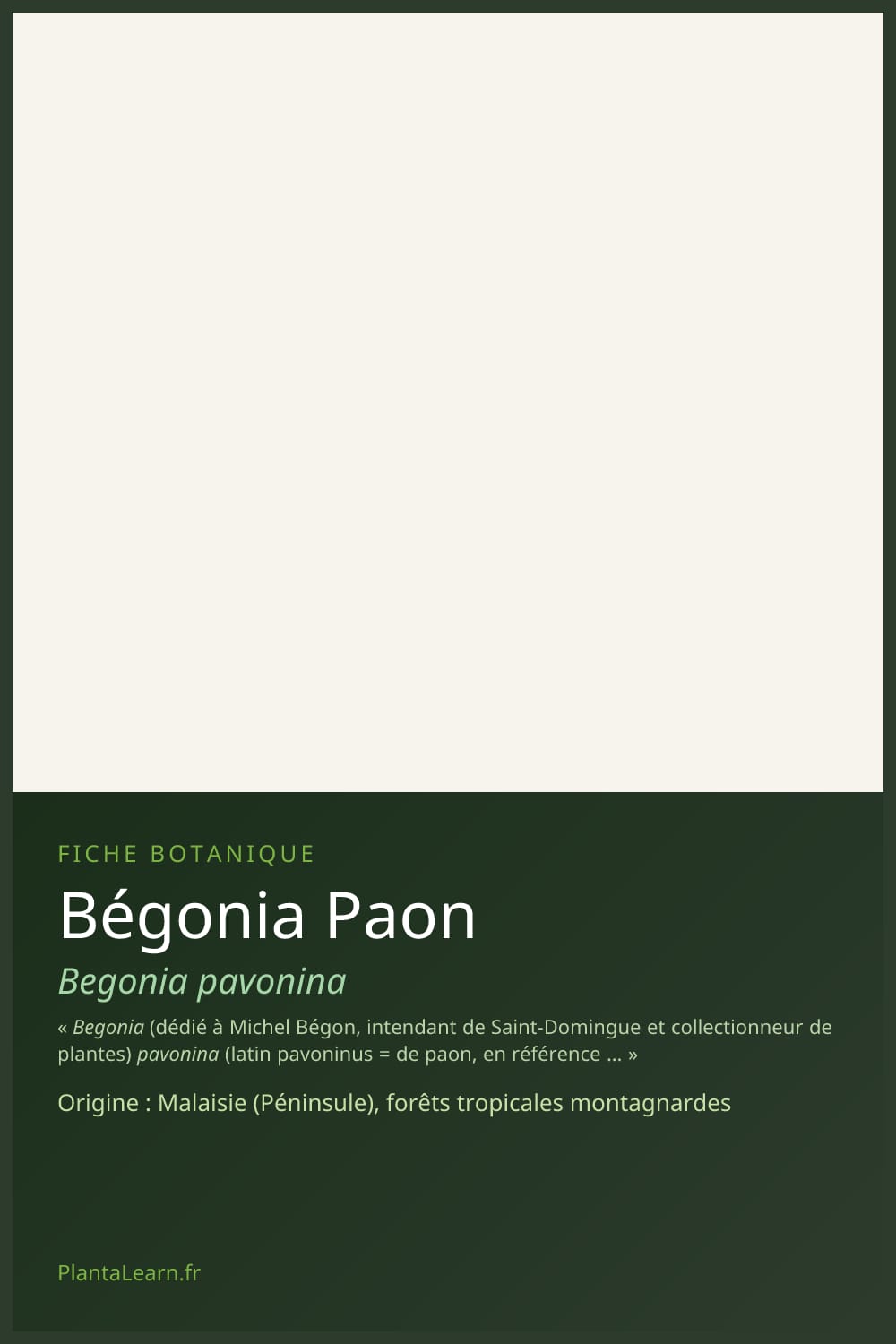 Bégonia Paon — Pin Pinterest